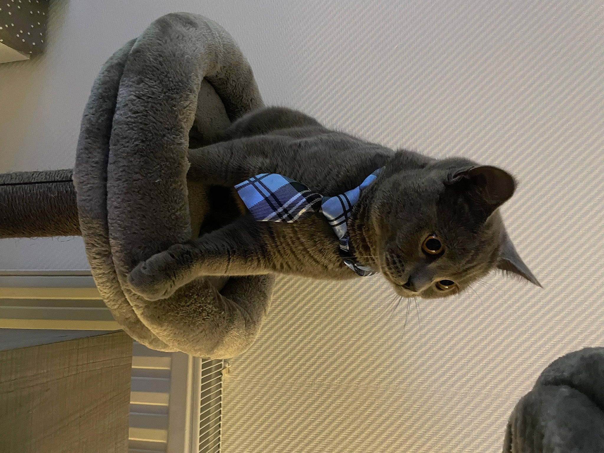 Ayaz participe au concours pour gagner de l&#x27;argent avec cette photo : art, carnivore, cat, comfort, domestic_short_haired_cat, felidae, fur, grey, russian_blue, sculpture, small_to_medium_sized_cats, tail, terrestrial_animal, whiskers, window, wood