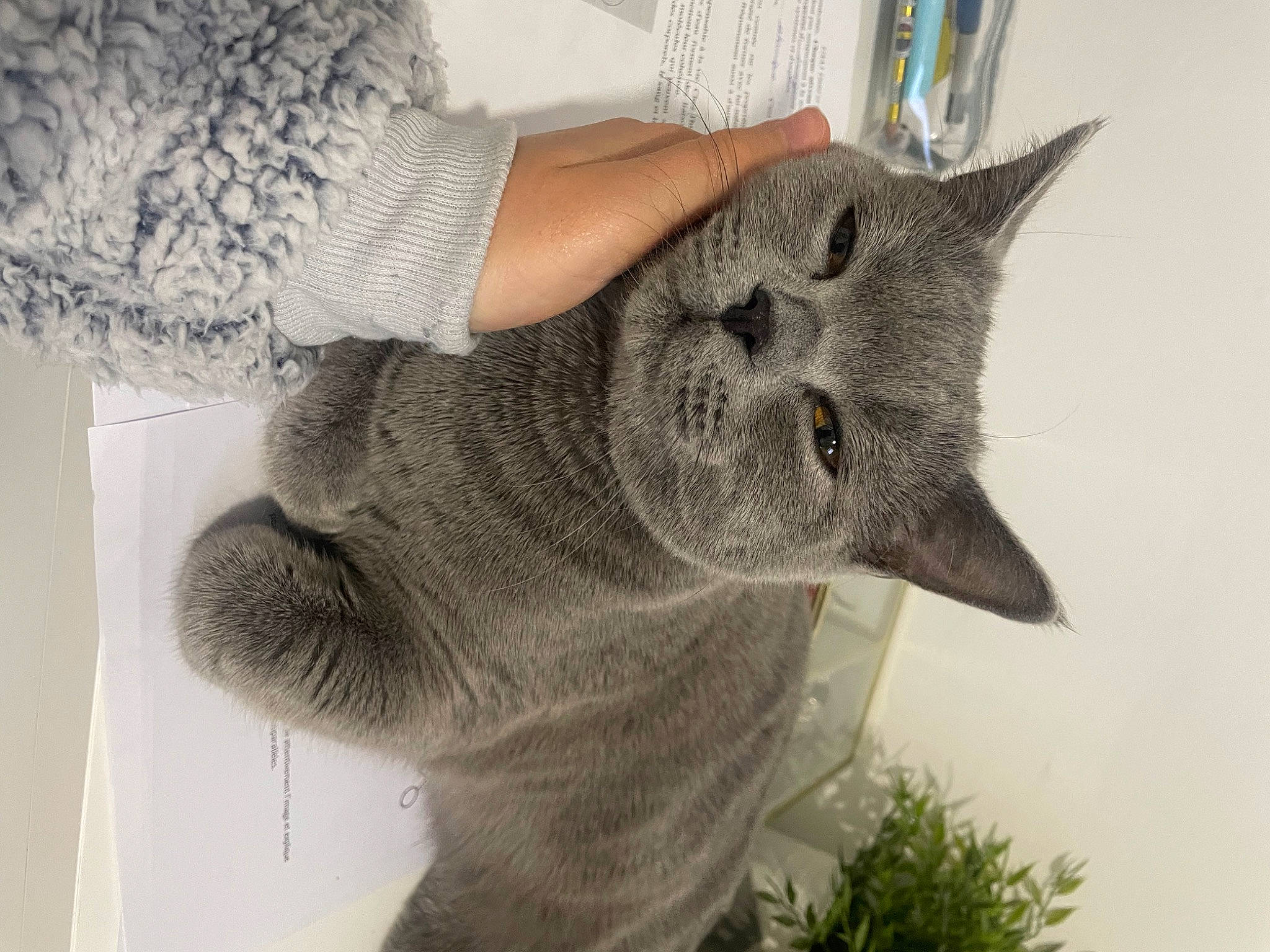 Ayaz participe au concours pour gagner de l&#x27;argent avec cette photo : art, carnivore, cat, domestic_short_haired_cat, felidae, fur, gesture, grey, pattern, plant, russian_blue, sculpture, sleeve, small_to_medium_sized_cats, tail, tree, whiskers, wool