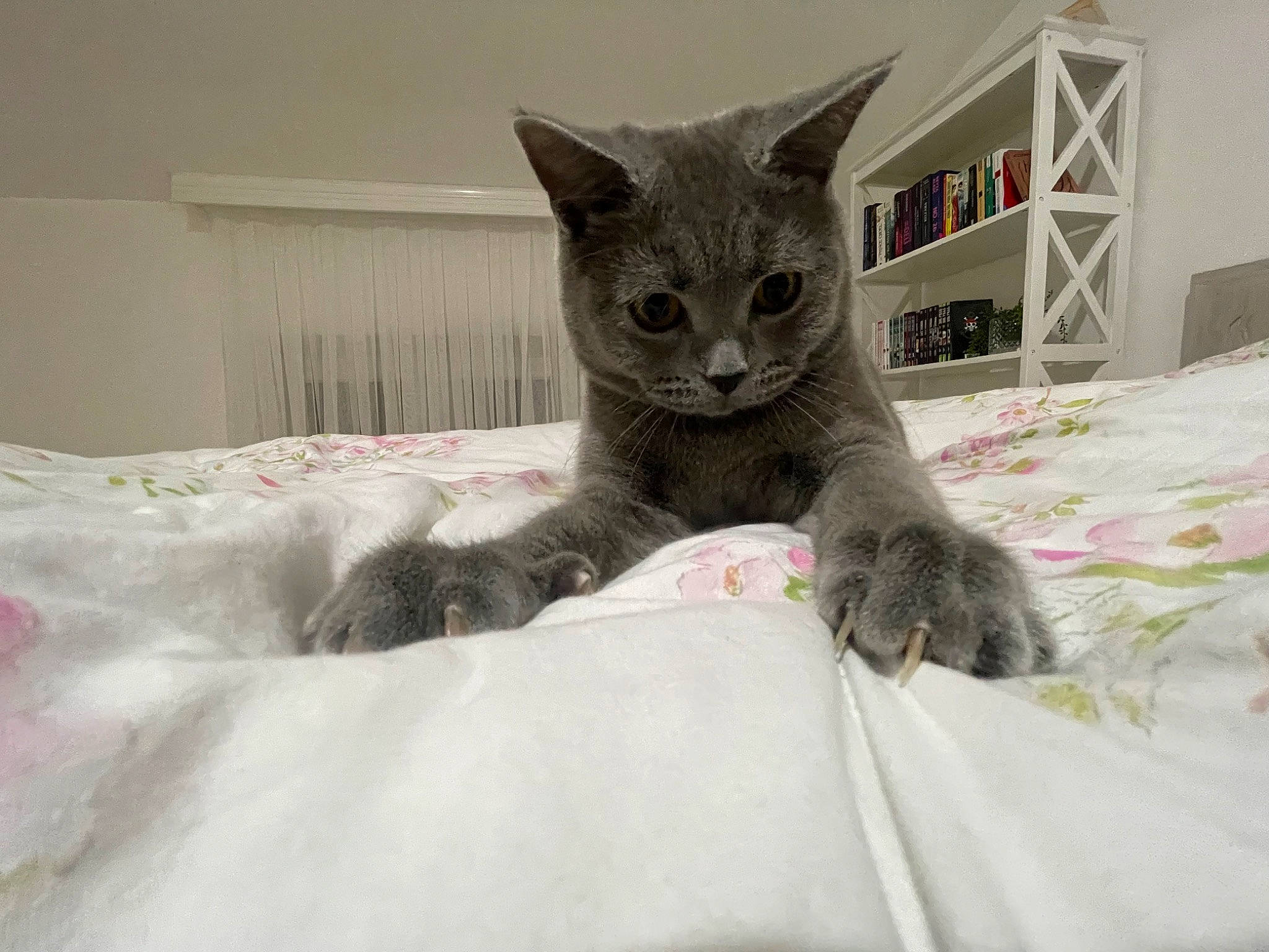 Ayaz a rejoint le concours — aidez-le/la à gagner de superbes lots ! bed, carnivore, cat, cat_supply, claw, comfort, domestic_short_haired_cat, felidae, fur, grey, linens, paw, russian_blue, small_to_medium_sized_cats, snout, tail, whiskers