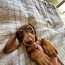 Basile participe au concours pour gagner de l'argent avec cette photo : dog, puppy, dachshund, brown_dog, floppy_ears, large_eyes, paws, belly_rub, human_hand, blanket, indoors, cozy, cute, adorable, lying_down, looking_at_camera, pet, portrait, brown_fur, home