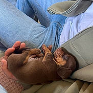 Basile a rejoint le concours — aidez-le/la à gagner de superbes lots ! puppy, dog, sleeping, brown_fur, small_dog, pet, animal, lap, human_hand, car_interior, car_seat, seatbelt, denim, jeans, jacket, cozy, relaxed, belly_up, paws, closeup
