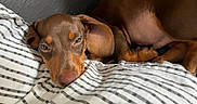 Basile a rejoint le concours — aidez-le/la à gagner de superbes lots ! puppy, dog, brown_dog, sleeping, lying_down, floppy_ears, short_hair, portrait, close_up, pet, animal, cute, cozy, blanket, striped_blanket, bed, indoors, relaxed, brown_fur, camera_gaze