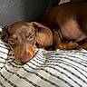puppy, dog, brown_dog, sleeping, lying_down, floppy_ears, short_hair, portrait, close_up, pet, animal, cute, cozy, blanket, striped_blanket, bed, indoors, relaxed, brown_fur, camera_gaze
