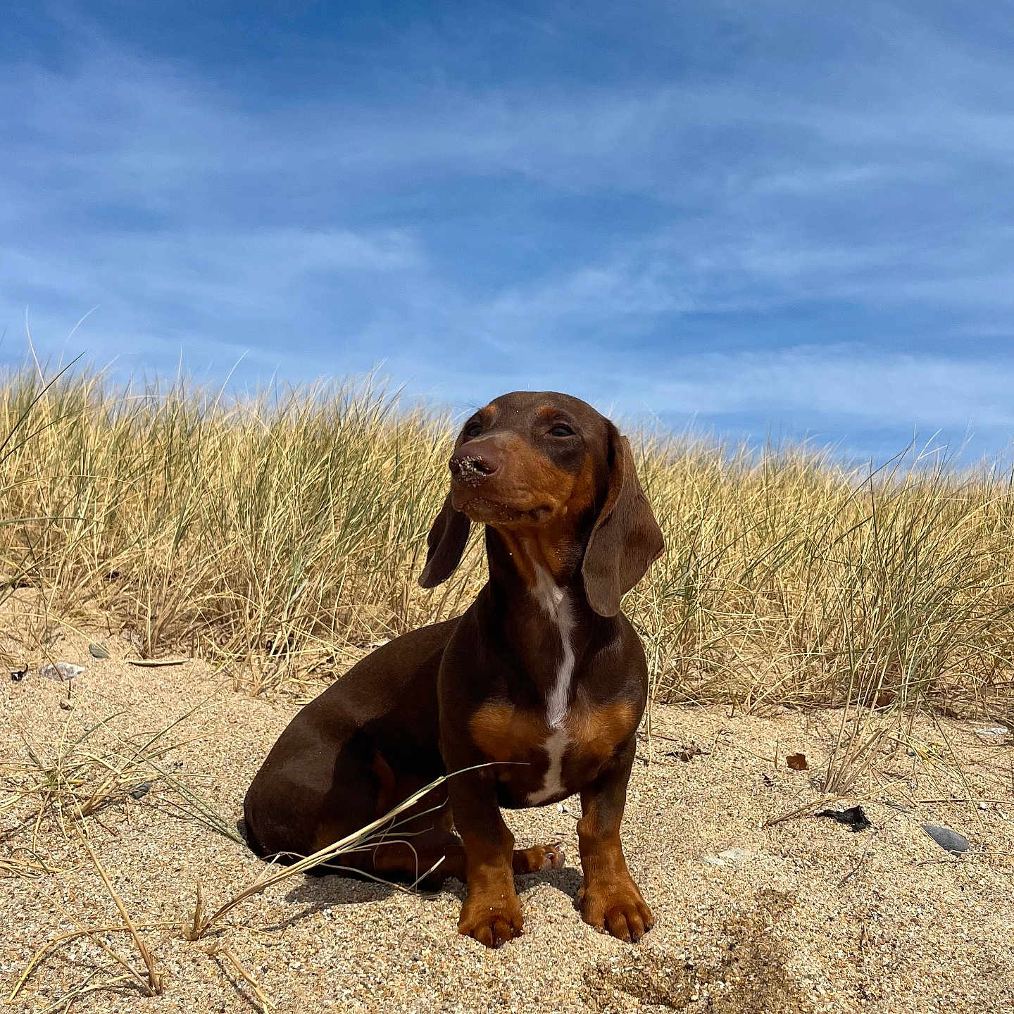 Basile a rejoint le concours — aidez-le/la à gagner de superbes lots ! dog, dachshund, pet, animal, sitting, beach, sand, dunes, grass, coastal, outdoor, blue_sky, sunlight, portrait, brown_fur, long_ears, short_legs, white_chest, nature, cute