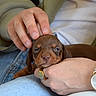 Basile a rejoint le concours — aidez-le/la à gagner de superbes lots ! puppy, dog, brown_dog, dachshund, animal, pet, face, eyes, nose, ears, sleepy, cute, small, puppy_face, human_hand, petting, watch, denim, clothing, close_up
