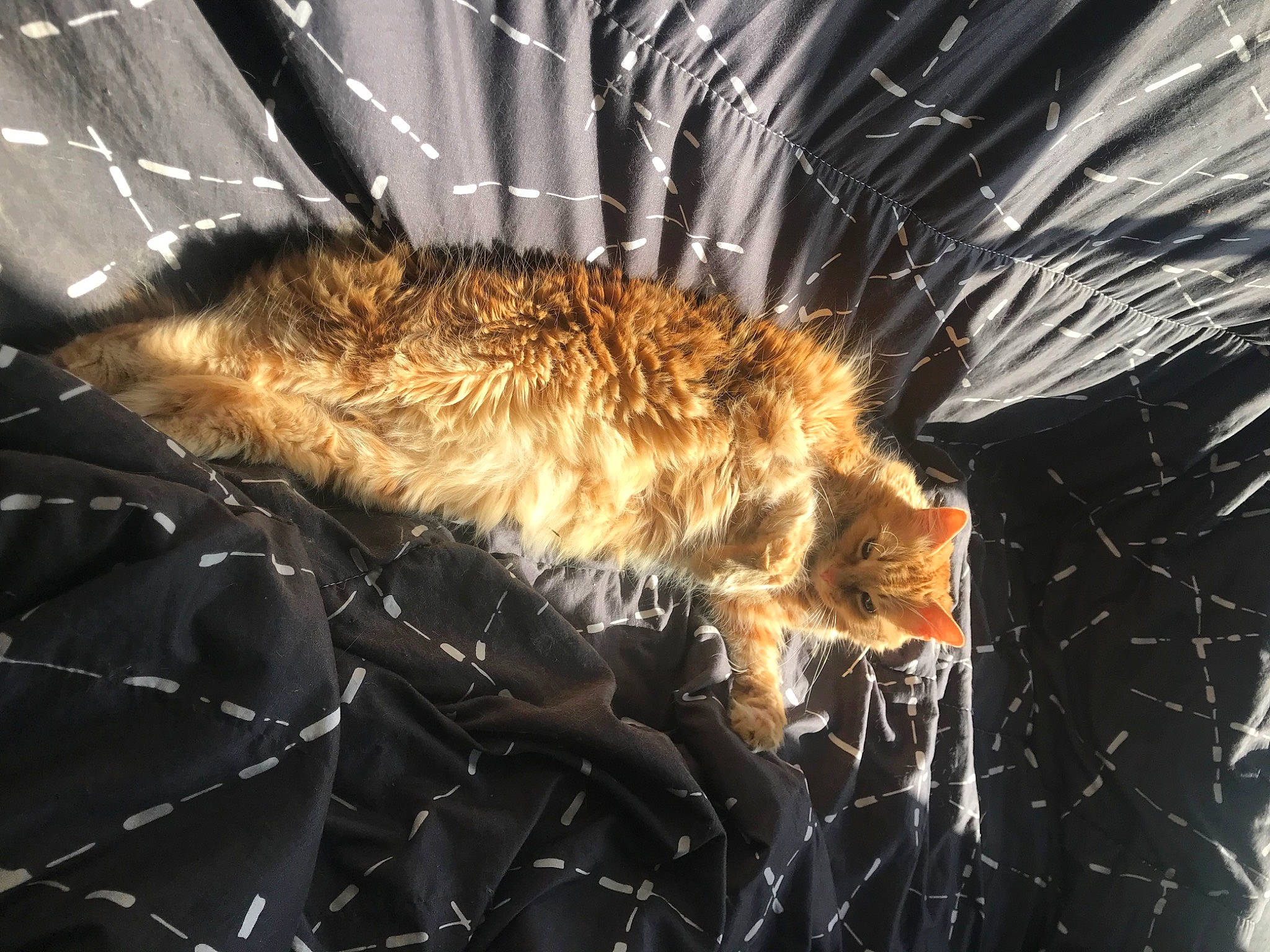 Mytsie a rejoint le concours — aidez-le/la à gagner de superbes lots ! art, claw, darkness, event, felidae, fur, heat, pattern, plant, tail, terrestrial_animal, tree, whiskers, wildlife