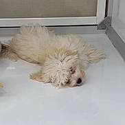 Vanille participe au concours pour gagner de l'argent avec cette photo : puppy, dog, sleeping, fluffy, white, enclosure, glass, pet, cute, animal, resting, indoor, fur, adorable, small, young, calm, quiet, cozy, peaceful