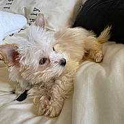 Vahiné participe au concours pour gagner de l'argent avec cette photo : animal, bed, bedroom, blanket, canine, couch, cushion, dog, eskimodog, furniture, homedecor, indoors, linen, person, pet, poodle, puppy, room, terrier, whitedog