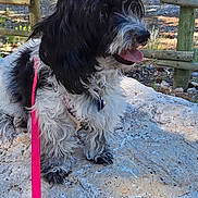 Ce Ce is registered to the contest to win money with this photo: adventure, animal, black_and_white, canine, cute, daylight, dog, forest, fur, grass, happy, leash, nature, outdoor, pet, rock, sunlight, tongue, trees, wooden_fence