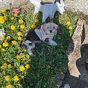 Vicky a rejoint le concours — aidez-le/la à gagner de superbes lots ! dog, puppy, flower_garden, dandelions, greenery, outdoor, sunlight, ceramic_statue, statue, pet_clothing, pink_jacket, grass, plants, animal, garden, stone_border, shadow, tail, cat_tail, nature