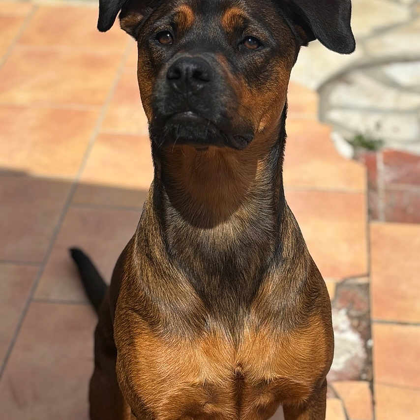 Maya participe au concours pour gagner de l'argent avec cette photo : alert, animal, background, black, brown, canine, closeup, dog, ears, face, fur, outdoor, patio, pet, portrait, shadow, sitting, stone, sunlight, tile_floor