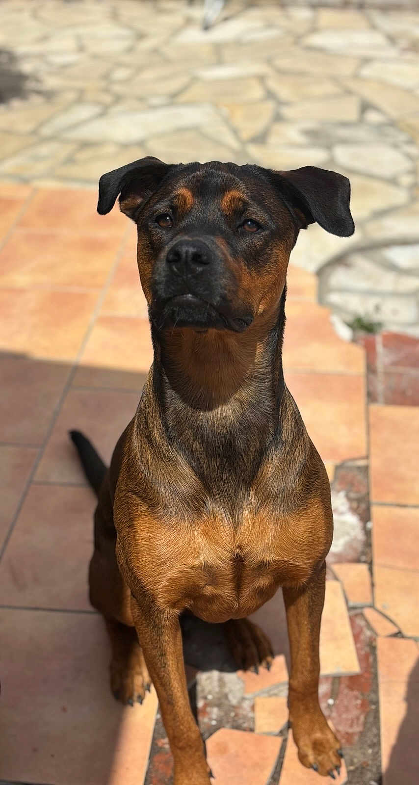 Maya