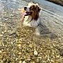 dog, water, river, outdoor, happy, tongue_out, nature, shallow_water, sunny, animal, pet, brown_and_white, fur, smiling, daytime, rocks, background_blur, canine, playful, wet_fur