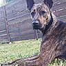 animal, brindle, calm, canine, closeup, daylight, dog, ears, fence, fur, grass, landscape, looking, muzzle, nature, outdoor, pet, quiet, resting, watchful