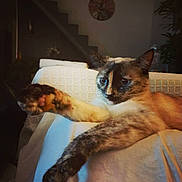 Chachou a rejoint le concours — aidez-le/la à gagner de superbes lots ! cat, feline, pet, blue_eyes, stretching, paw, relaxed, indoor, home, white_blanket, texture, staircase, clock, animal, mammal, fur, whiskers, ears, close_up, cozy