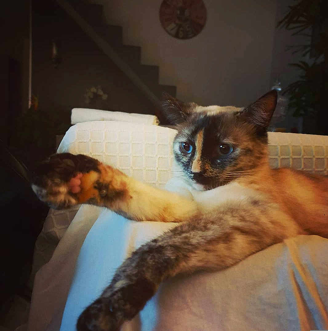 Chachou a rejoint le concours — aidez-le/la à gagner de superbes lots ! cat, feline, pet, blue_eyes, stretching, paw, relaxed, indoor, home, white_blanket, texture, staircase, clock, animal, mammal, fur, whiskers, ears, close_up, cozy