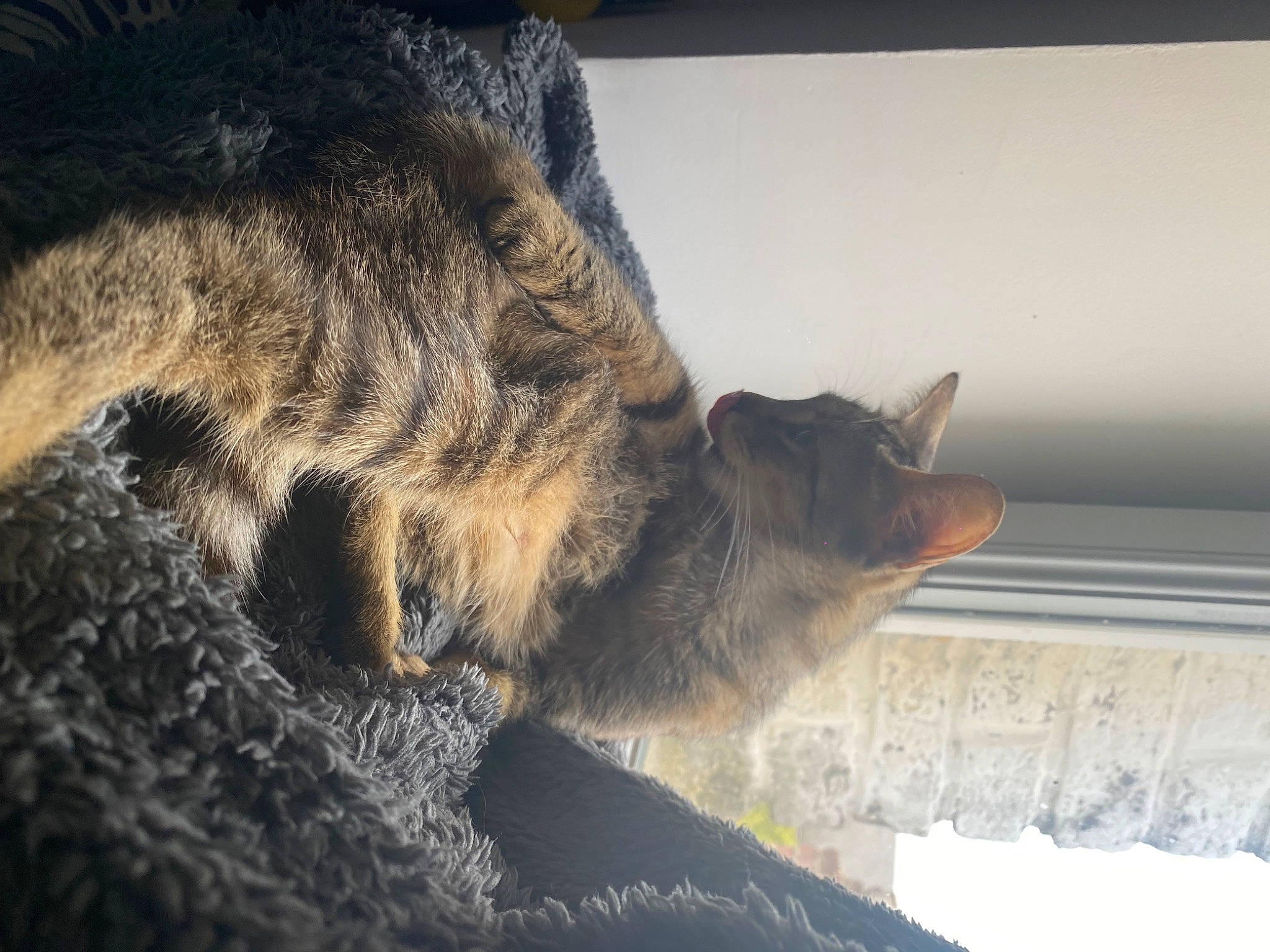 Luna a rejoint le concours — aidez-le/la à gagner de superbes lots ! canidae, carnivore, cat, claw, dog_breed, domestic_short_haired_cat, felidae, fur, lynx, paw, small_to_medium_sized_cats, snout, tail, terrestrial_animal, tree, whiskers, wildlife, wood