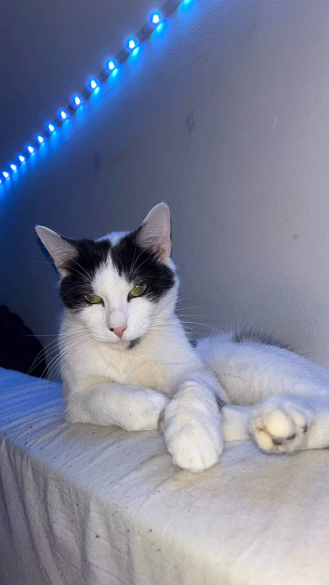 Fiona participe au concours pour gagner de l'argent avec cette photo : carnivore, cat, comfort, domestic_short_haired_cat, felidae, foot, fur, paw, sitting, small_to_medium_sized_cats, table, tail, whiskers