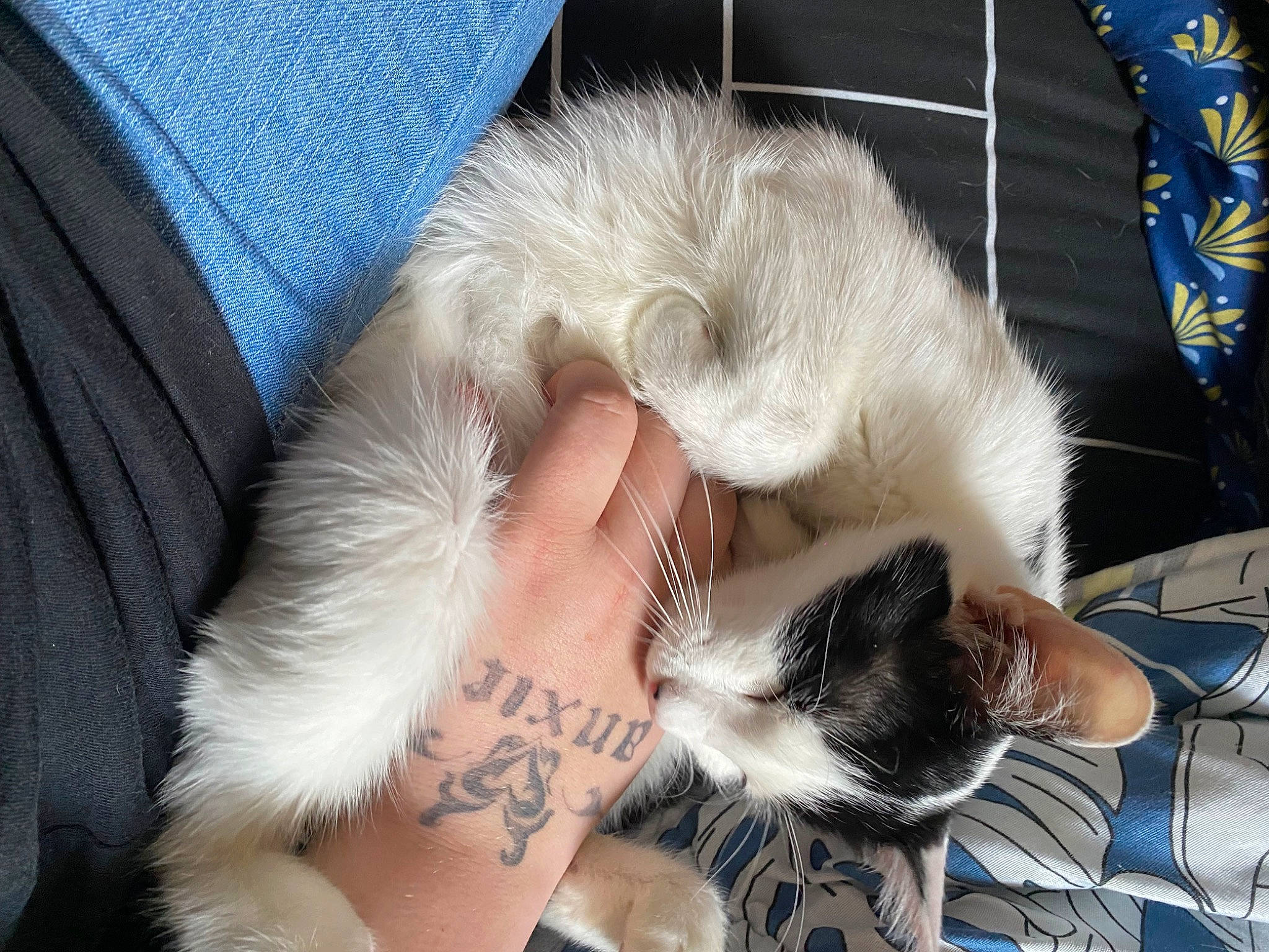 Fiona participe au concours pour gagner de l'argent avec cette photo : carnivore, cat, claw, comfort, companion_dog, domestic_short_haired_cat, fawn, felidae, foot, fur, gesture, human_leg, lap, leg, nap, paw, small_to_medium_sized_cats, snout, tail, whiskers