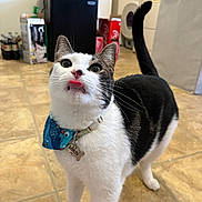 Mochi is registered to the contest to win money with this photo: animal, appliance, bandana, black_and_white, cat, collar, curious, floor, fur, household, indoor, kitchen, looking_up, pet, standing, tag, tail, tile, tongue, whiskers