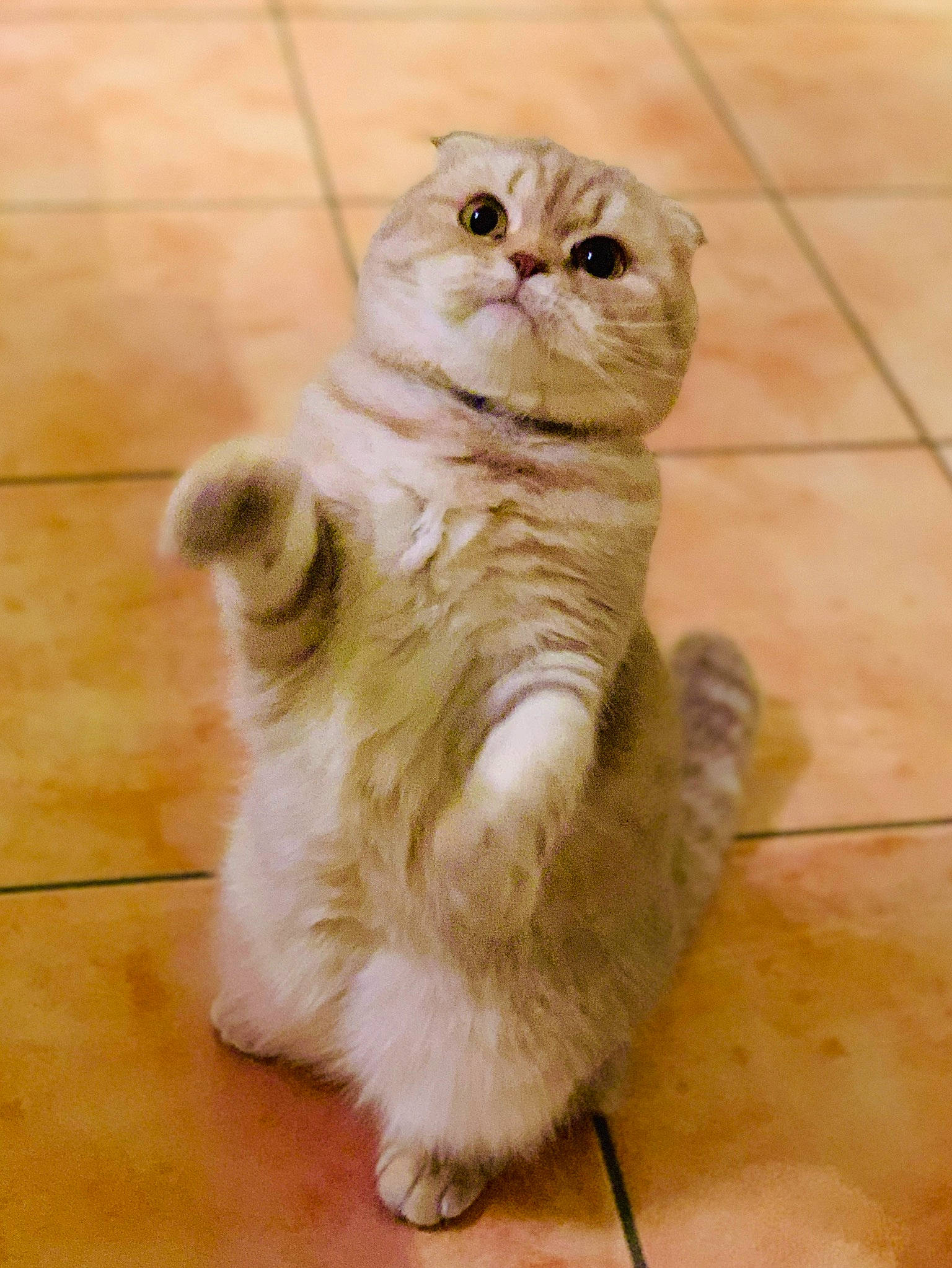 Louna participe au concours pour gagner de l'argent avec cette photo : american_curl, asian, british_semi_longhair, carnivore, cat, domestic_short_haired_cat, european_shorthair, fawn, felidae, kitten, mammal, munchkin, paw, polydactyl_cat, scottish_fold, small_to_medium_sized_cats, snout, tail, vertebrate, whiskers