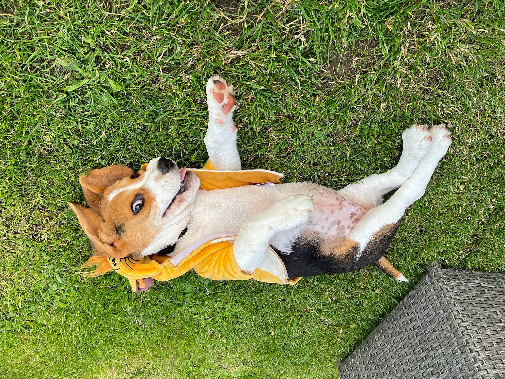 Stick participe au concours pour gagner de l'argent avec cette photo : canidae, carnivore, comfort, companion_dog, dog, dog_breed, dog_supply, fawn, fun, grass, grassland, human_leg, leisure, non_sporting_group, recreation, sitting, sporting_group, sun_tanning, tail, working_animal