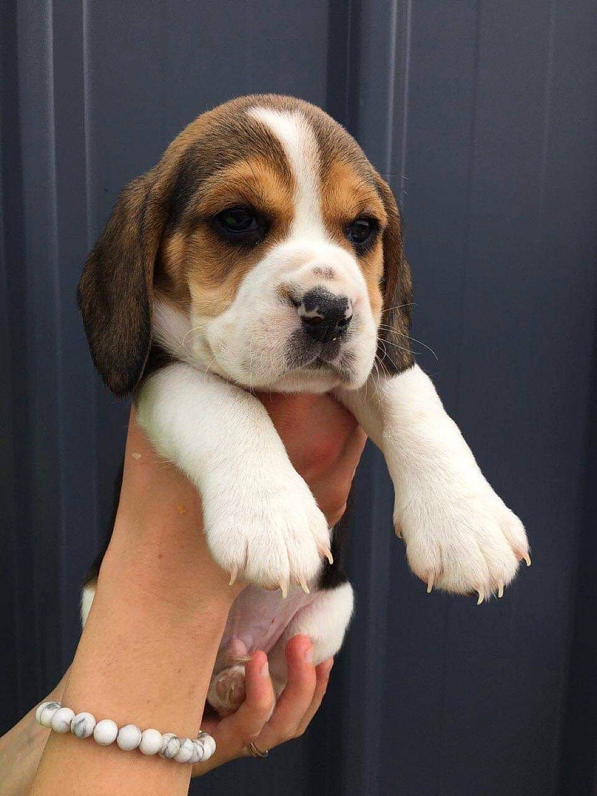 Stick participe au concours pour gagner de l'argent avec cette photo : beaglier, canidae, carnivore, companion_dog, dog, dog_breed, fawn, fur, gesture, hand, jewellery, paw, puppy, puppy_love, scent_hound, sporting_group, terrestrial_animal, whiskers, working_animal, wrist
