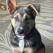 Remi joined the competition — help win amazing prizes! puppy, dog, pet, indoor, sitting, ear, collar, fur, cute, animal, carpet, pattern, brown, black, white, face, nose, eyes, young, domestic