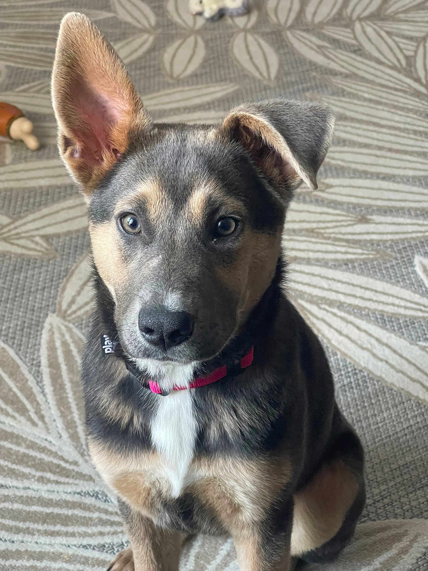 Remi joined the competition — help win amazing prizes! puppy, dog, pet, indoor, sitting, ear, collar, fur, cute, animal, carpet, pattern, brown, black, white, face, nose, eyes, young, domestic
