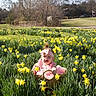 baby, basket, child, daffodils, field, flowers, grass, headband, nature, outdoor, park, pink_clothing, plants, portrait, road, smiling, spring, sunlight, tree, yellow_flowers