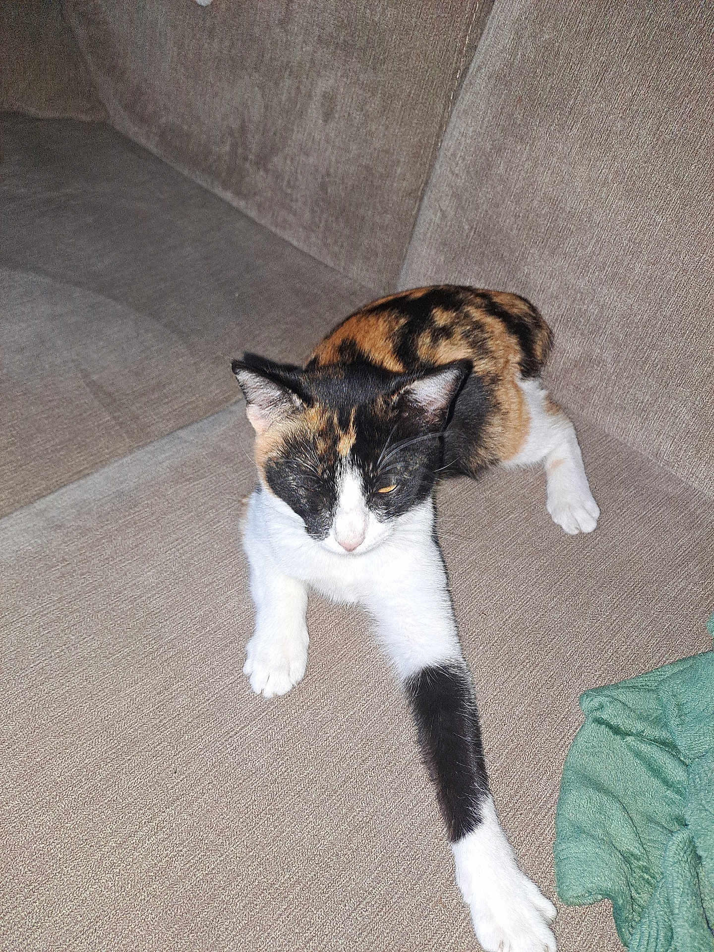 Mimi