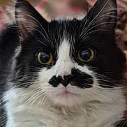 Maggie P.i joined the competition — help win amazing prizes! bed, big_eyes, black_and_white, blanket, cat, close_up, cozy, curious, ears, feline, fluffy, fur, indoor, nose, paw, pet, portrait, tuxedo_cat, whisker_detail, whiskers