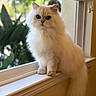 Echo is registered to the contest to win money with this photo: animal, blue_eyes, blurred_background, cat, curious, cute, domestic_cat, feline, fluffy, greenery, indoor, long_hair, majestic, natural_light, pet, sitting, soft_light, white_cat, window, windowsill