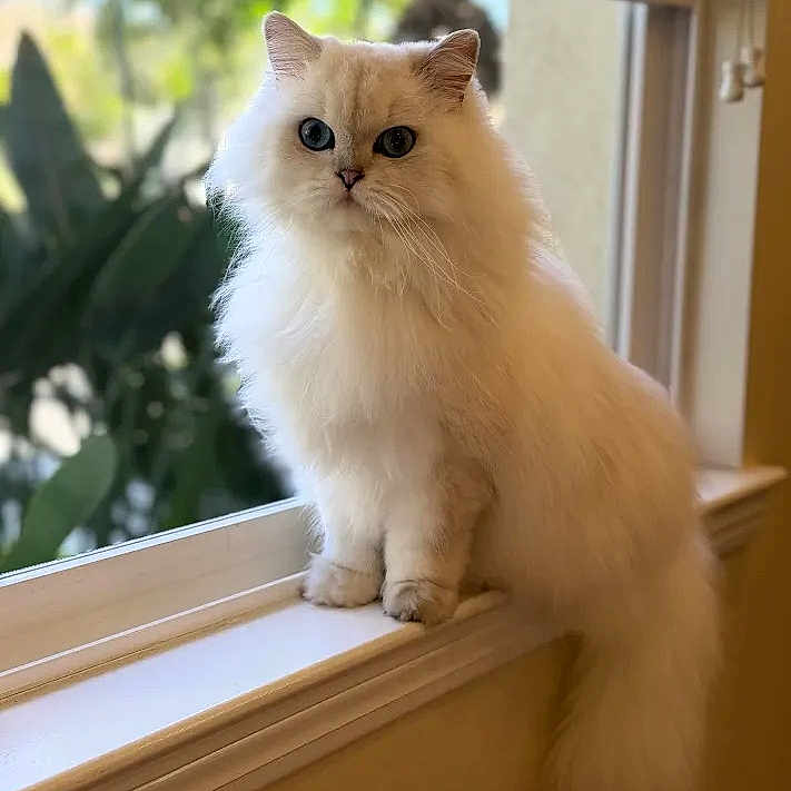 Echo is registered to the contest to win money with this photo: animal, blue_eyes, blurred_background, cat, curious, cute, domestic_cat, feline, fluffy, greenery, indoor, long_hair, majestic, natural_light, pet, sitting, soft_light, white_cat, window, windowsill