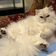 Echo is registered to the contest to win money with this photo: animal, cat, chair, cozy, cute, domestic_cat, fluffy, fur, furniture, home, indoor, lounging, mammal, pet, portrait, relaxed, resting, tail, whiskers, white_cat