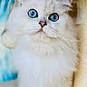 Echo is registered to the contest to win money with this photo: animal, blue_eyes, cat, close_up, curious, cute, domestic_cat, ears, face, feline, fluffy, fur, indoor, looking_up, pet, pink_nose, portrait, soft_light, whiskers, white_cat