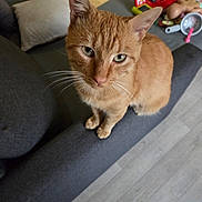 Caramel a rejoint le concours — aidez-le/la à gagner de superbes lots ! animal, cat, close_up, couch, cozy, curious, domestic_animal, feline, floor, furniture, ginger_cat, indoor, living_room, looking_up, orange_fur, pet, pillow, sitting, toy, whiskers