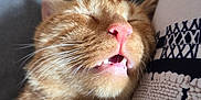 Caramel participe au concours pour gagner de l'argent avec cette photo : cat, ginger_cat, sleeping, close_up, pet, animal, whiskers, feline, teeth, pink_nose, fur, relaxation, comfort, domestic_animal, patterned_fabric, snuggle, cute, face, cozy, resting