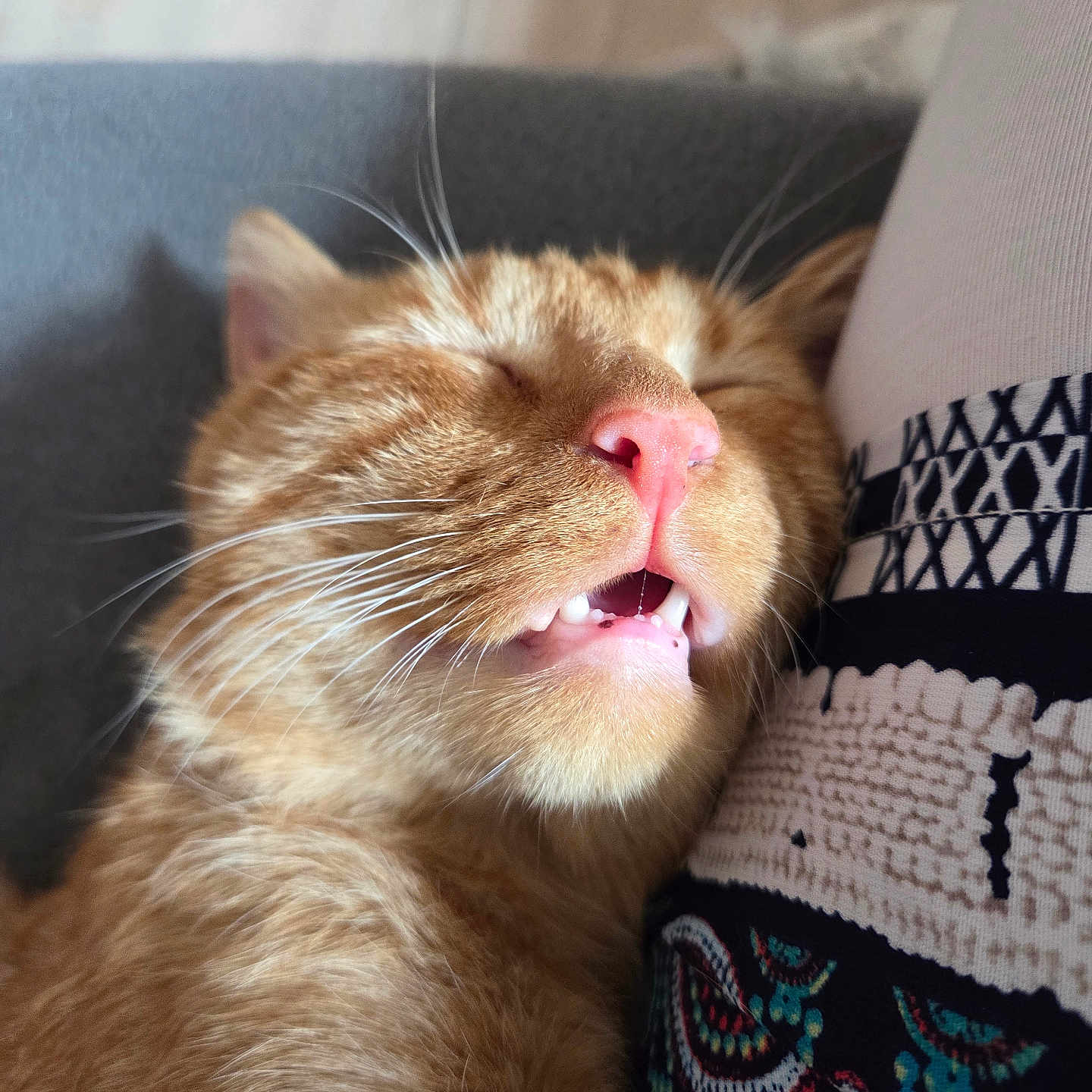 Caramel participe au concours pour gagner de l'argent avec cette photo : animal, cat, close_up, comfort, cozy, cute, domestic_animal, face, feline, fur, ginger_cat, patterned_fabric, pet, pink_nose, relaxation, resting, sleeping, snuggle, teeth, whiskers