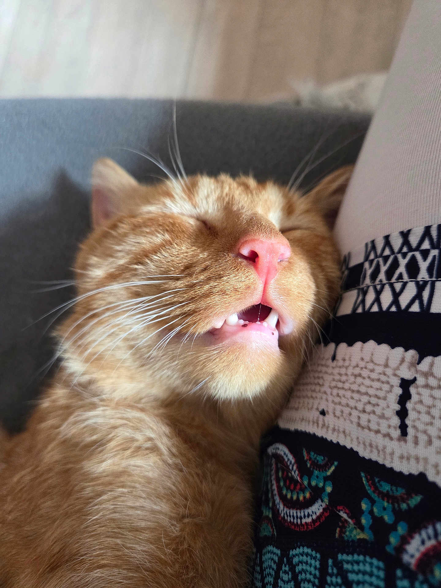 Caramel participe au concours pour gagner de l'argent avec cette photo : cat, ginger_cat, sleeping, close_up, pet, animal, whiskers, feline, teeth, pink_nose, fur, relaxation, comfort, domestic_animal, patterned_fabric, snuggle, cute, face, cozy, resting