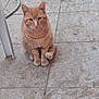 Caramel a rejoint le concours — aidez-le/la à gagner de superbes lots ! cat, ginger_cat, pet, animal, sitting, floor, tiles, outdoor, curious, feline, whiskers, tail, ears, paws, looking, domestic_animal, cute, fur, quiet, calm