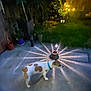 Twix participe au concours pour gagner de l'argent avec cette photo : dog, night, light, garden, concrete, plant, spotlight, collar, brown_spots, outdoor, potted_plant, grass, glowing, shadow, illuminated, animal, pet, small_dog, yard, decorative_light