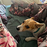 Twix participe au concours pour gagner de l'argent avec cette photo : dog, bed, blanket, floral_pattern, pillow, indoor, pet, resting, canine, fur, collar, animal, cozy, looking, paw, domestic_animal, cute, comfort, relaxed, side_view