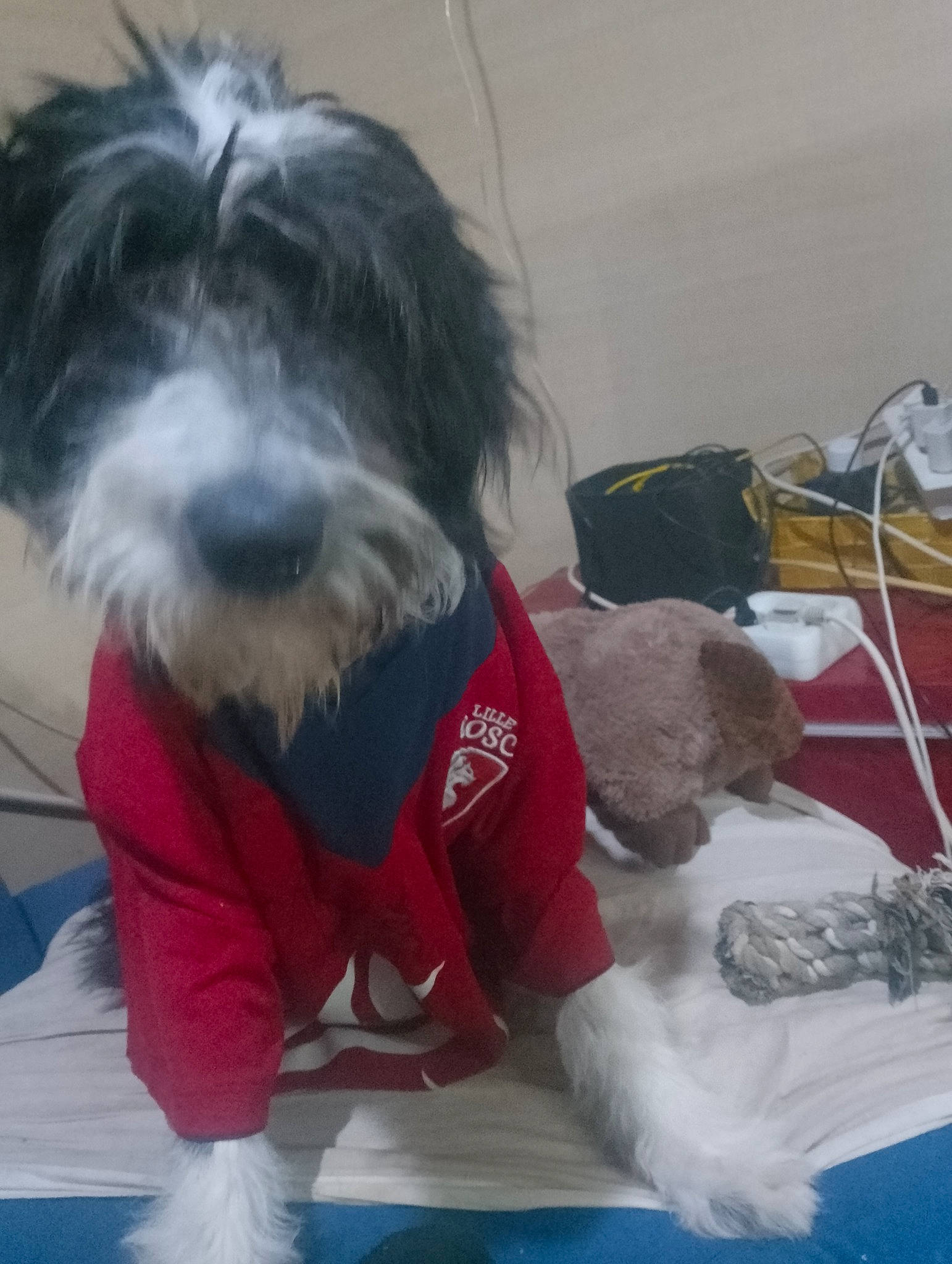 Alina a rejoint le concours — aidez-le/la à gagner de superbes lots ! canidae, carnivore, companion_dog, dog, dog_breed, dog_clothes, dog_supply, fur, mammal, non_sporting_group, pet_supply, puppy, small_terrier, snout, sporting_group, t_shirt, terrier, toy_dog, vertebrate, working_animal