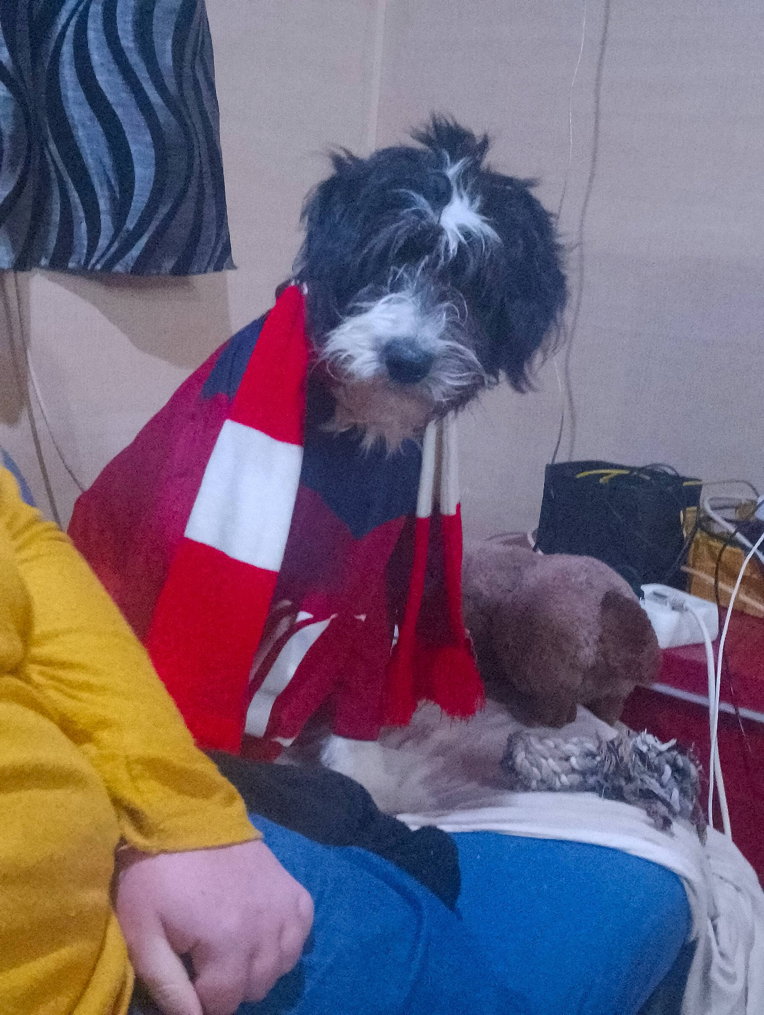 Alina participe au concours pour gagner de l'argent avec cette photo : canidae, carnivore, comfort, companion_dog, dog, dog_breed, dog_clothes, dog_supply, fur, lap, linens, non_sporting_group, pet_supply, sitting, small_terrier, snout, sporting_group, terrier, toy_dog, working_animal