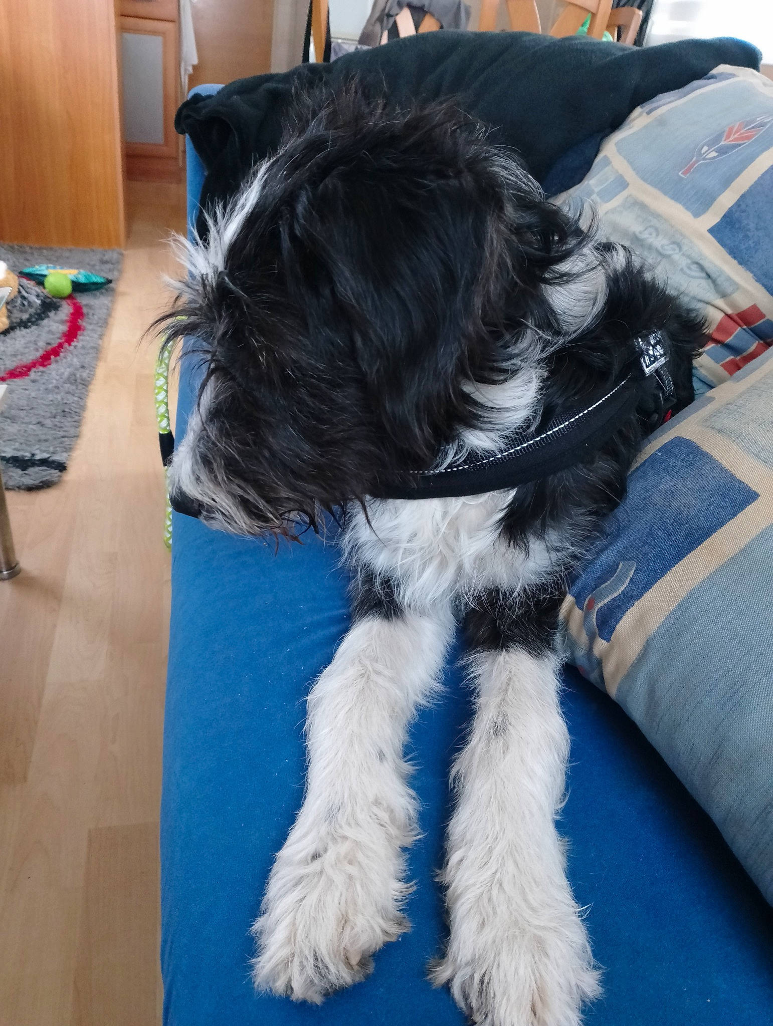 Alina participe au concours pour gagner de l'argent avec cette photo : canidae, carnivore, collar, companion_dog, dog, dog_breed, dog_collar, dog_supply, electric_blue, flooring, fur, small_terrier, snout, sporting_group, tail, terrier, toy_dog, water_dog, working_animal, working_dog