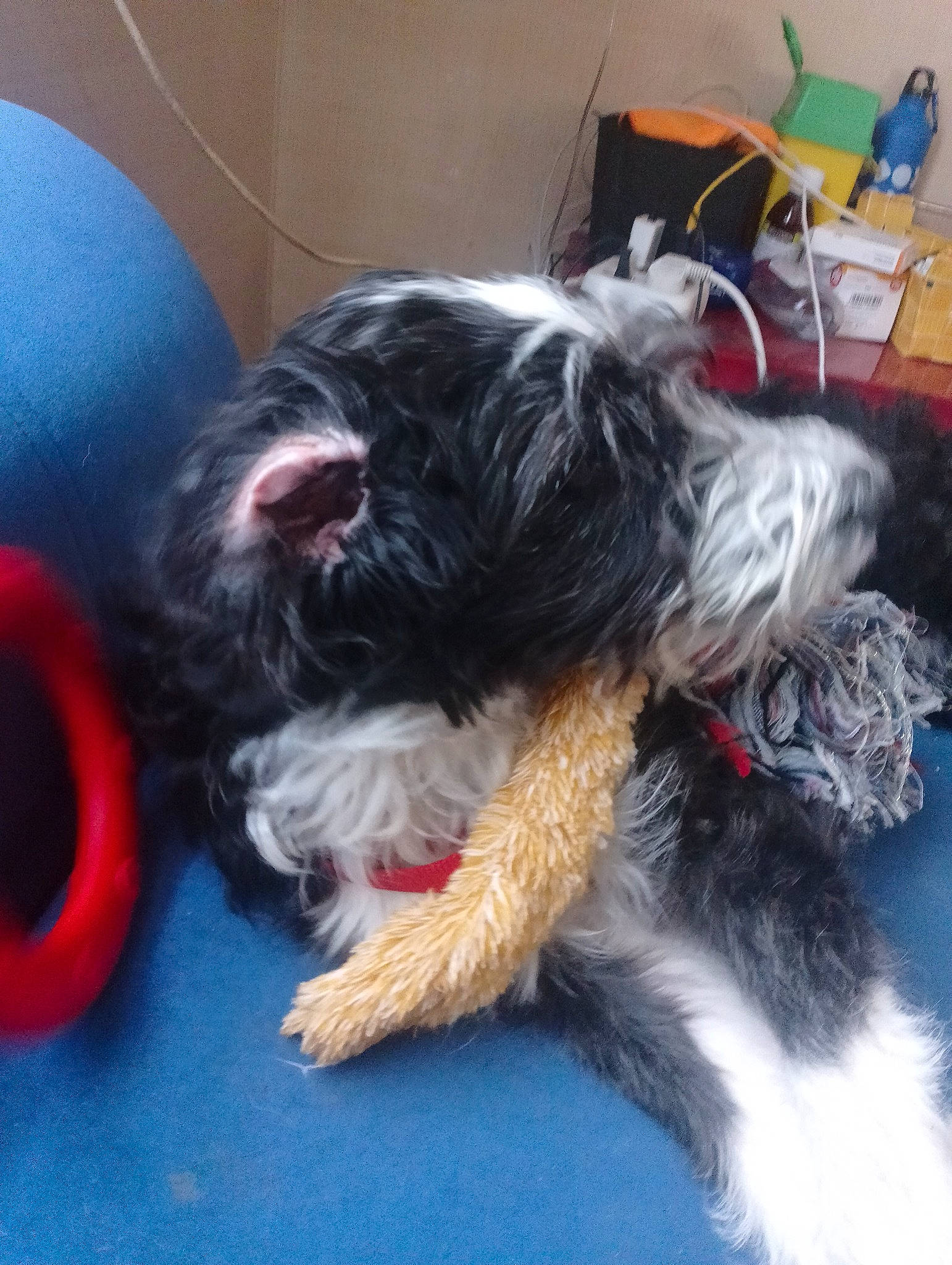 Alina participe au concours pour gagner de l'argent avec cette photo : canidae, carnivore, companion_dog, dog, dog_breed, fur, maltepoo, non_sporting_group, schnauzer, small_terrier, snout, sporting_group, terrier, toy_dog, vertebrate, water_dog, working_dog