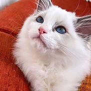 Mimi a rejoint le concours — aidez-le/la à gagner de superbes lots ! kitten, cat, blue_eyes, white_fur, fluffy, pet, animal, close_up, indoor, orange_couch, cozy, soft, relaxing, whiskers, cute, young_cat, feline, domestic_cat, portrait, resting