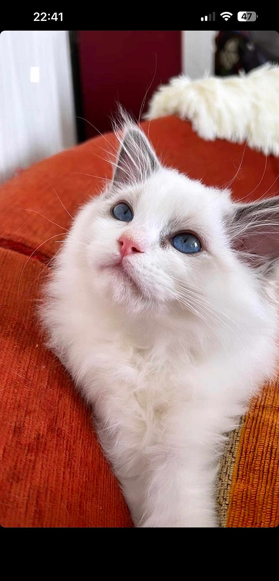 Mimi a rejoint le concours — aidez-le/la à gagner de superbes lots ! kitten, cat, blue_eyes, white_fur, fluffy, pet, animal, close_up, indoor, orange_couch, cozy, soft, relaxing, whiskers, cute, young_cat, feline, domestic_cat, portrait, resting