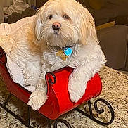 Walter is registered to the contest to win money with this photo: dog, white_dog, small_dog, fluffy_dog, pet, indoor, christmas_tree, holiday_decor, red_sleigh, granite_countertop, decorative_sleigh, living_room, furniture, cozy, animal, cute, relaxed, tag, christmas_lights, home